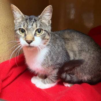 Domestic Short Hair Cats Available for Adoption in Jupiter, Florida - Romeo | PetCurious