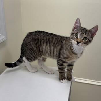 Grover -  Tabby Cat for Adoption in East Northport, New York - Grover | PetCurious