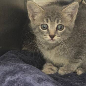 Neutron -  Domestic Short Hair Cat for Adoption in Chattanooga, Tennessee - Neutron | PetCurious