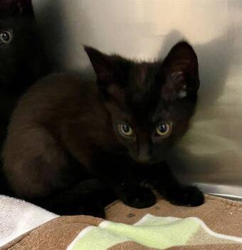 DRUMMY -  Domestic Short Hair Cat for Adoption in Clyde, North Carolina - DRUMMY | PetCurious