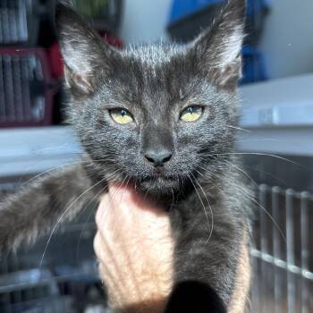 Carmella -  Domestic Short Hair Cat for Adoption in Matteson, Illinois - Carmella | PetCurious