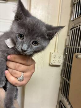 Domestic Medium Hair Cats Available for Adoption in Marietta, Georgia - Assam | PetCurious