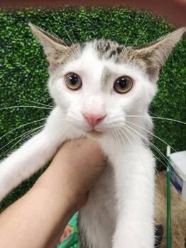 Quarry $50 -  Domestic Short Hair Cat for Adoption in Seneca, South Carolina - Quarry $50 | PetCurious