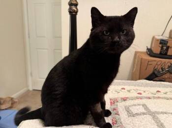 Domestic Short Hair Cats Available for Adoption - Sir Knight | PetCurious