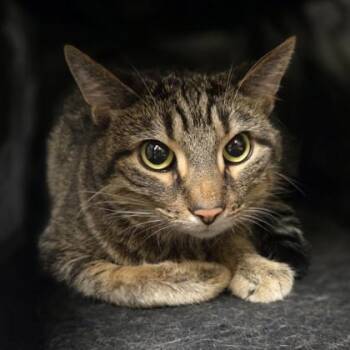 Steve Purrwin -  Domestic Short Hair Cat for Adoption in Westland, Michigan - Steve Purrwin | PetCurious