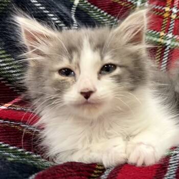 Rescue Domestic Long Hair Cats for Adoption in Marshall, Virginia - Calamity Jane | PetCurious
