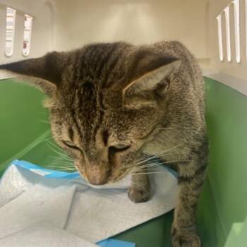 Peppa -  Domestic Short Hair Cat for Adoption in West Palm Beach, Florida - Peppa | PetCurious