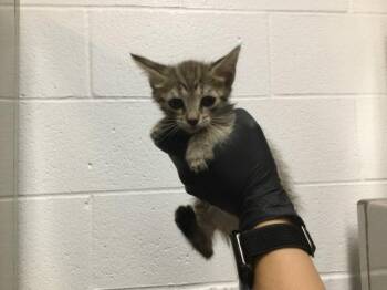 Domestic Short Hair Cats Available for Adoption in Thousand Palms, California - A1917295 | PetCurious