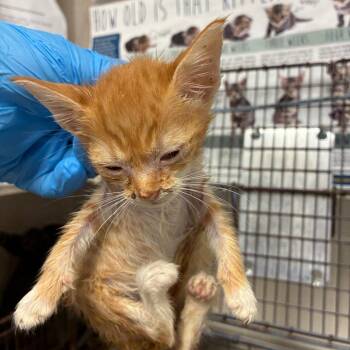 Lego -  Domestic Short Hair Cat for Adoption in San Antonio, Texas - Lego | PetCurious