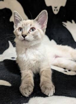 Anansi -  Domestic Short Hair Cat for Adoption in Millcreek, Utah - Anansi | PetCurious