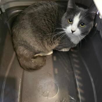 Ramee -  American Shorthair and British Shorthair Cat for Adoption in Klamath Falls, Oregon - Ramee | PetCurious