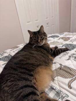 Rescue Tabby Cats for Adoption in Colmar, Pennsylvania - Callie | PetCurious