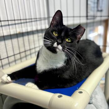 Origami -  Domestic Short Hair Cat for Adoption in Beacon, New York - Origami | PetCurious