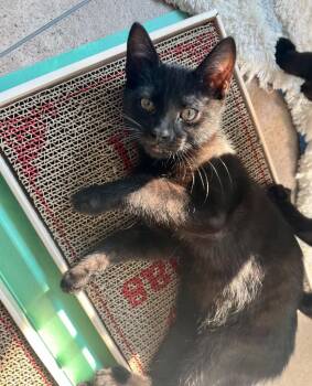 American Shorthair Cats Available for Adoption - Binx | PetCurious