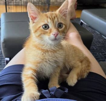 Franz -  Domestic Short Hair Cat for Adoption in Syracuse, New York - Franz | PetCurious
