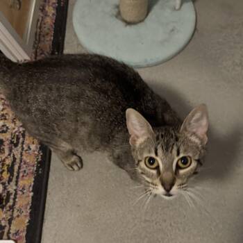 Domestic Short Hair Cats Available for Adoption in Austin, Texas - Apple Pie | PetCurious