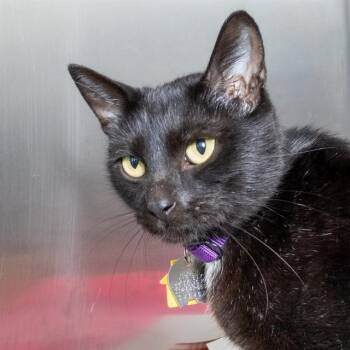 BLACK WIDOW -  Domestic Short Hair Cat for Adoption in St. Louis, Missouri - BLACK WIDOW | PetCurious