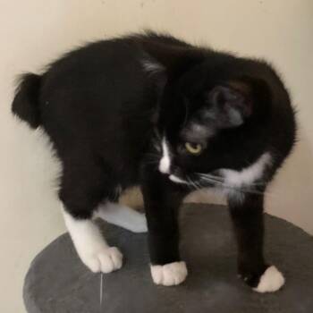 Miller - Manx Type Sweetie -  Tuxedo and Manx Cat for Adoption in Hoquiam, Washington - Miller - Manx Type Sweetie | PetCurious