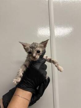 A010924 -  Domestic Short Hair Cat for Adoption in Ontario, California - A010924 | PetCurious