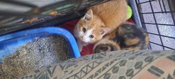Fife -  Domestic Short Hair Cat for Adoption in Virginia, Minnesota - Fife | PetCurious