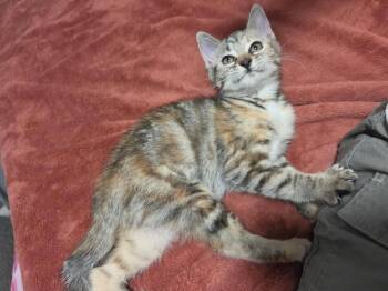 Punky Brewster - A A-W -  Domestic Short Hair Cat for Adoption in Greenville, South Carolina - Punky Brewster - A A-W | PetCurious
