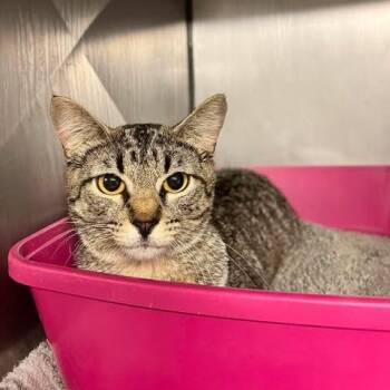 Berry -  Domestic Short Hair Cat for Adoption in Edwardsville, Illinois - Berry | PetCurious