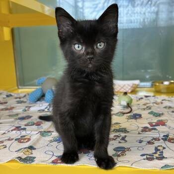 Spooks -  Domestic Short Hair Cat for Adoption in Abilene, Texas - Spooks | PetCurious
