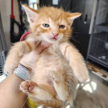 Domestic Short Hair Cats Available for Adoption in Osawatomie, Kansas - Chili | PetCurious