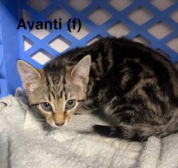 Avanti -  Domestic Short Hair and Tabby Cat for Adoption in Saugerties, New York - Avanti | PetCurious