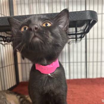 OilRig -  Domestic Short Hair Cat for Adoption in Lakeland, Florida - OilRig | PetCurious
