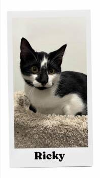 Ricky -  Domestic Short Hair Cat for Adoption in Caistor Centre, Ontario - Ricky | PetCurious