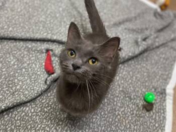 SKY -  Domestic Short Hair Cat for Adoption in Fort Wayne, Indiana - SKY | PetCurious