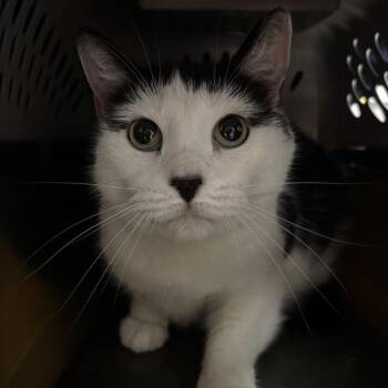 Emmy -- Bonded Buddy With Emerald Jade -  Domestic Long Hair Cat for Adoption in Des Moines, Iowa - Emmy -- Bonded Buddy With Emerald Jade | PetCurious