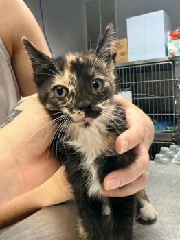 Latte -  Domestic Short Hair Cat for Adoption in Salisbury, Maryland - Latte | PetCurious