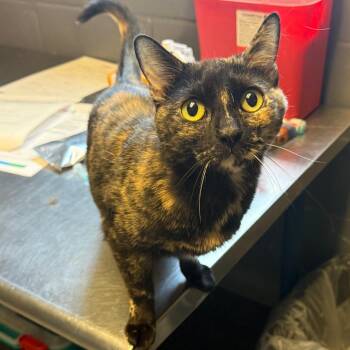 Ella -  Domestic Short Hair Cat for Adoption in Tuscaloosa, Alabama - Ella | PetCurious