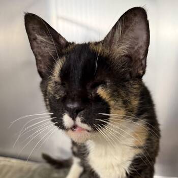 Mosaic -  Domestic Short Hair Cat for Adoption in Fernandina Beach, Florida - Mosaic | PetCurious