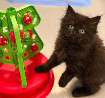 Vela -  Domestic Short Hair Cat for Adoption in Gwinn, Michigan - Vela | PetCurious