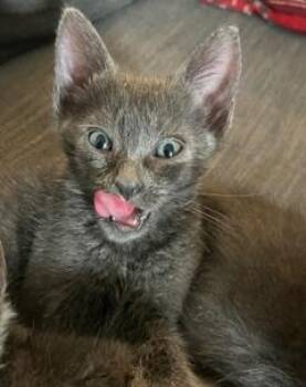 PRINCESS -  Domestic Short Hair Cat for Adoption in Camarillo, California - PRINCESS | PetCurious