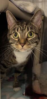 Jaylo 7968 -  Tabby and Domestic Short Hair Cat for Adoption in Locust Grove, Virginia - Jaylo 7968 | PetCurious