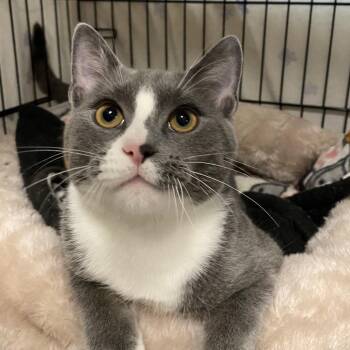 Domestic Medium Hair Cats Available for Adoption in North Branford, Connecticut - 26-98 Marco | PetCurious
