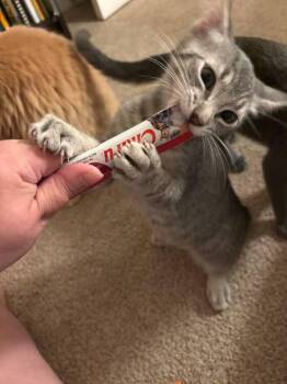 Antonio -  Domestic Short Hair Cat for Adoption in Skippack, Pennsylvania - Antonio | PetCurious