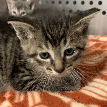 Rescue Domestic Short Hair Cats for Adoption in Washburn, Missouri - Mystical | PetCurious