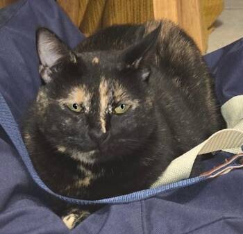 Rescue Domestic Short Hair Cats for Adoption in Safety Harbor, Florida - Dolly | PetCurious