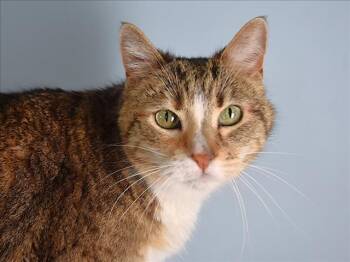 Domestic Short Hair Cats Available for Adoption in Loveland, Colorado - ELIZABETH | PetCurious