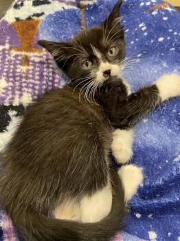 Rescue Domestic Short Hair Cats for Adoption in Milpitas, California - Sox | PetCurious
