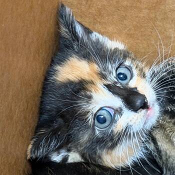 Domestic Short Hair Cats Available for Adoption in Tampa, Florida - Cosmo | PetCurious