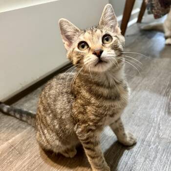 Phyllis -  Domestic Short Hair Cat for Adoption in Richmond, Virginia - Phyllis | PetCurious