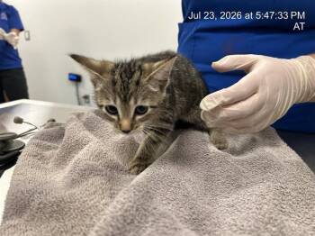 OLLY -  Domestic Short Hair Cat for Adoption in Ocala, Florida - OLLY | PetCurious