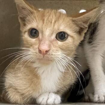 Peanut -  Domestic Short Hair Cat for Adoption in Philadelphia, Pennsylvania - Peanut | PetCurious