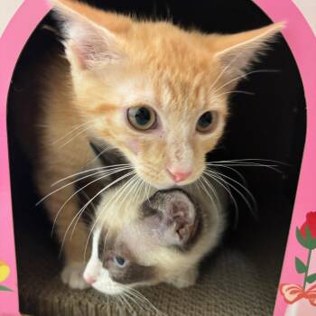 Vandal -  Domestic Short Hair Cat for Adoption in Kent, Washington - Vandal | PetCurious